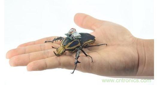 研究人員觀察手中的花甲蟲及其背包等細(xì)節(jié)。