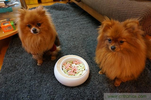 科學(xué)喂養(yǎng)從狗娃做起&mdash;&mdash;逗愛乖乖碗測(cè)試