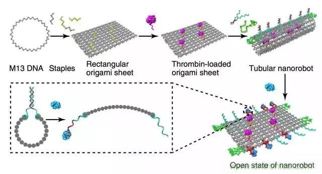 中美科學家聯手，用DNA納米機器人殺死癌細胞