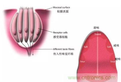 仿生傳感器的定義、原理、分類(lèi)及應(yīng)用
