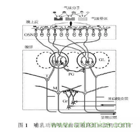 仿生傳感器的定義、原理、分類(lèi)及應(yīng)用