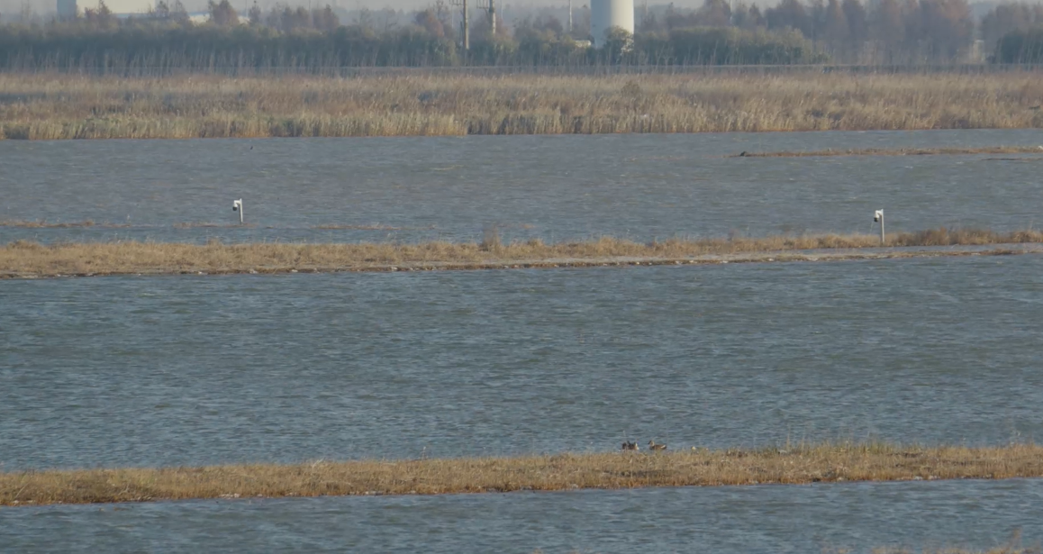 世界濕地日：海康威視攜手一個地球自然基金會，在上海守護(hù)這個重要“驛站”