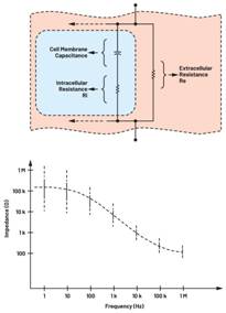  圖3.人體皮膚的三種主要RC分層模型：(a) Tregear、(b) Lykken、(c) Montague